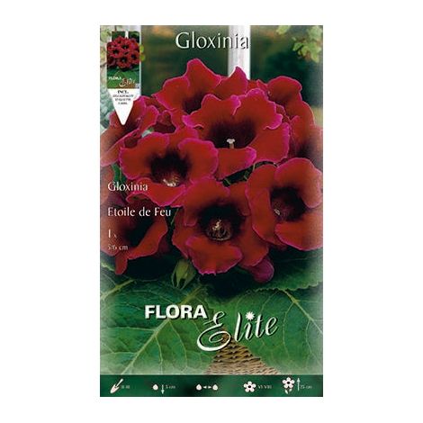 GLOXINIA ETOILE DE FEU (CONFEZIONE DA 1 BULBO)
