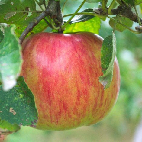 Pommier Rubinette®/Pot de 10L - Gobelet 2 ans - 120/150 cm (1/5)