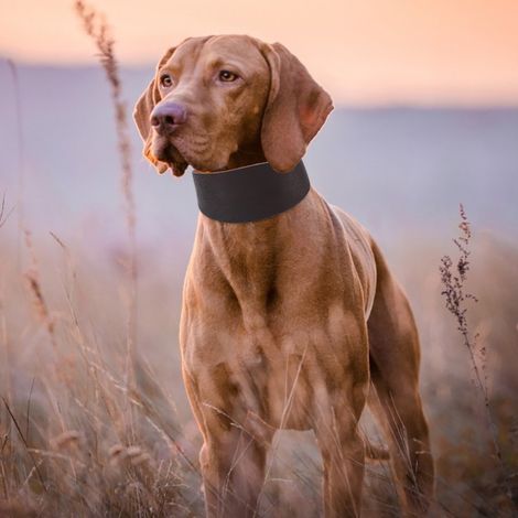 Collier extensible et portable résistant pour petits chiens (lévriers, whippets) avec fixation par rivets, marron (1/5)