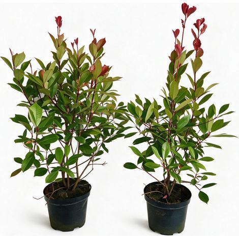 Photinia Red Robin 80/100cm Pot 7,5L - Photinia xfraseri Red Robin (1/4)