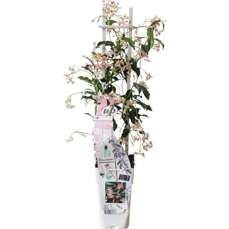 Jasmin de Toscane Rose 'Star of Ibiza' - Plante Grimpante - Pot Ø15 cm - Hauteur 65 cm - PANGIVO (1/5)