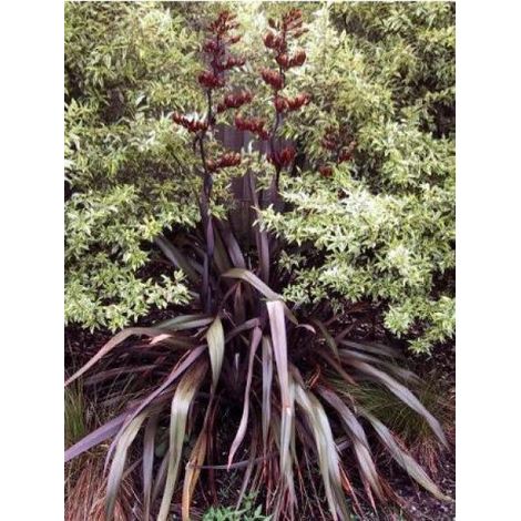 Lin de Nouvelle-Zélande 'Purpureum' Pot de 7,5L/10L (1/4)