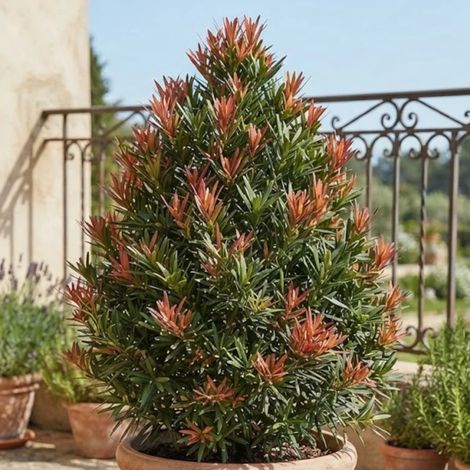 Pin des bouddhistes Mood Ring™ 'Sosa', Podocarpus/Pot de 5L - 40/60 cm (1/4)