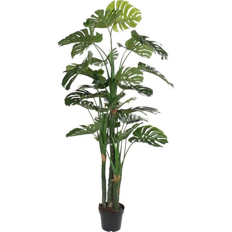 Planta Eva Pp 90X90X200 Costilla De Adan Verde (1/4)