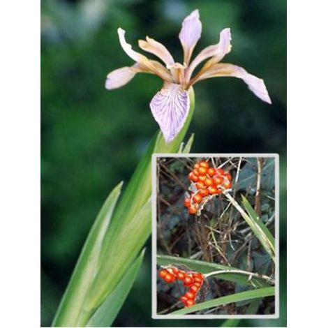 Iris gigot Godet de 8/9 cm (1/4)