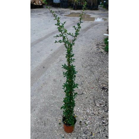 N. 10  PIANTE DI PIRACANTA BACCHE ROSSA  altezza 90/100 cm  siepe (foto reale)