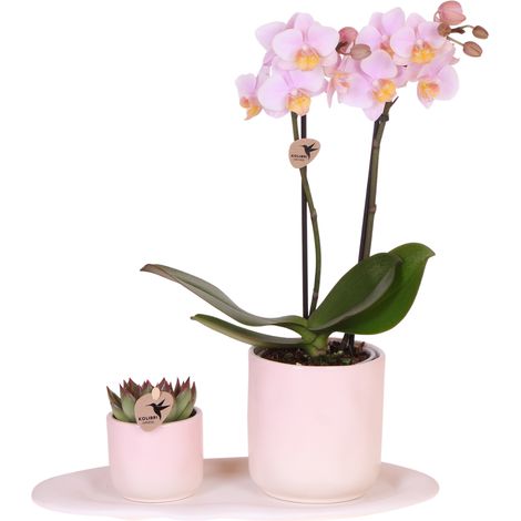 Set de Plantes Orchidée Phalaenopsis Violette et Succulente avec Pots Céramique Dégradé Rose - PANGIVO (1/2)