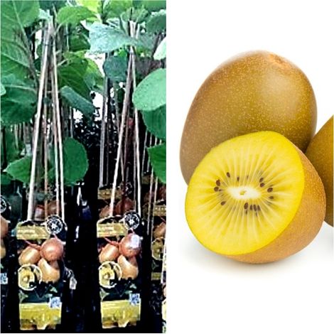 Planta Kiwi Amarillo Hembra. Actinia Deliciosa Golden. 40 - 50 Cm