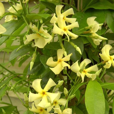 Jasmin étoilé jaune/Pot de 3L - Echelle bambou 60/120 cm (1/5)