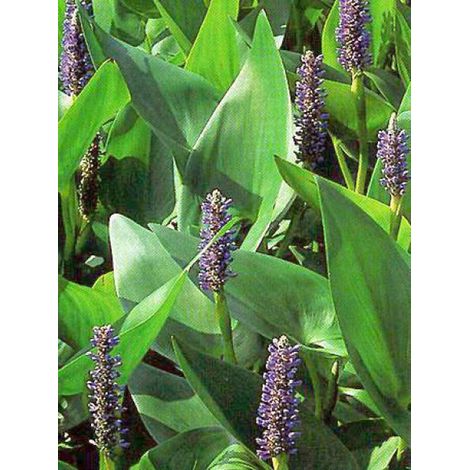 Pontédérie à feuilles en cœur Godet de 8/9 cm
