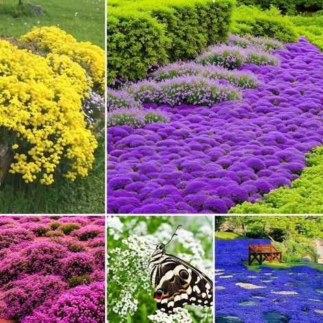 50000 Graines Thym Serpolet Multicolore – Mélange Fleuri, Tapis Coloré Pour Jardin & Paysage (1/5)