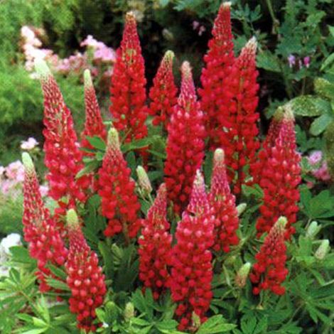 4 x Lupin  - Lupinus 'My Castle'  - godet 9x9 cm (1/5)