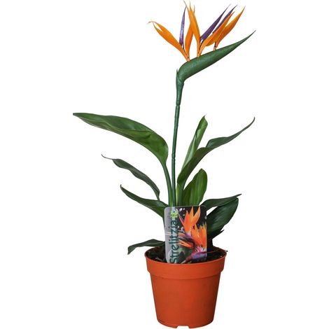 Strelitzia Reginae plante d’intérieur décorative fleurs artificielles pot 13 cm hauteur 35 cm - PANGIVO