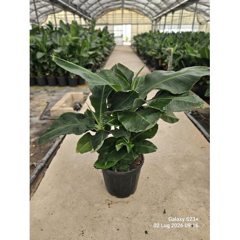 MUSA PARADISIACA DWARF CAVENDISH POT 40 (1/4)