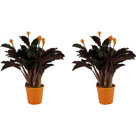 Bloomique - Lot de 2 - Calathea Crocata - Plante d'intérieur - Facile d'entretien - Purifiante - Hauteur 30-40 cm - Pot de 12 cm