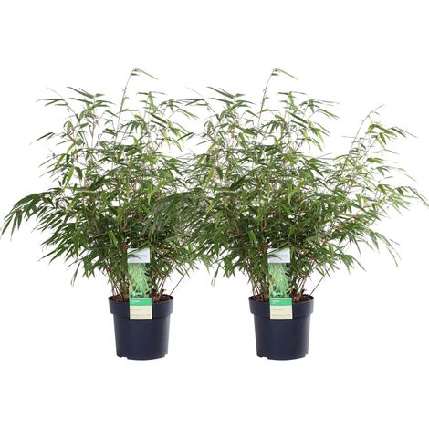 Lot de 2 Bambous Fargesia rufa Non Traçants pour Haie ou Balcon - H60 cm - Pot Ø19 cm - PANGIVO (1/5)