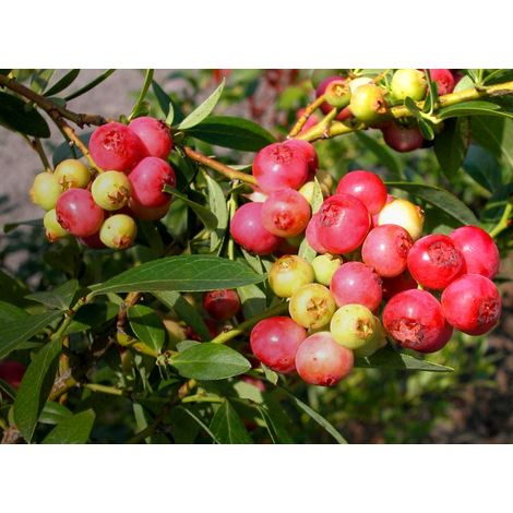 Mirtillo rosa "Pink Lemonade" (Vaccinium corymbosum) FOTO REALI H 70CM