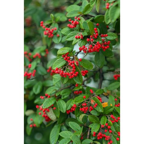 Gardenaria Cotoneaster franchetii - Arbusto ornamentale da giardino - Altezza: 30/35 cm (vaso19) (1/4)