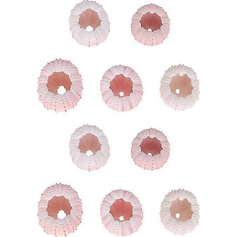 10 coquilles d'oursins