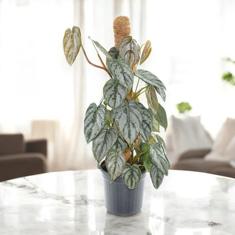 Gardenaria Philodendron brandtianum - Pianta da interno ornamentale - Altezza: 30 cm (vaso 12) (1/5)