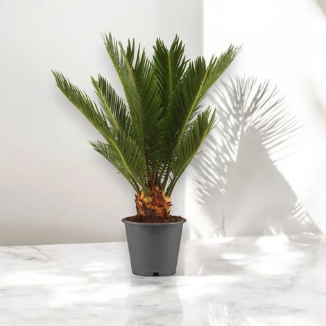 Gardenaria Cycas revoluta - Pianta da interno ornamentale - Altezza: 35 cm (vaso 12)