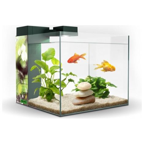 ACUARIO ZENEO 30 OBSESION