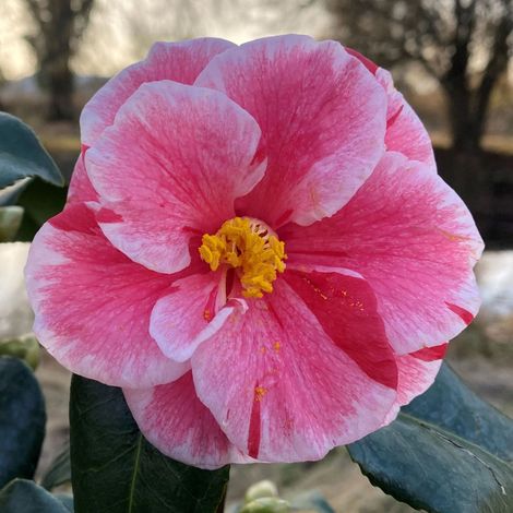 CAMELIA JAPONICA OKI NO NAMI VASO 21CM