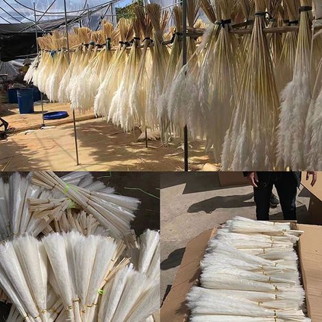 30 petites fleurs séchées blanches en roseau, idéales pour décorer un bouquet d'immortelles et d'herbes de la pampa. Décorations de Noël à faire soi-même.