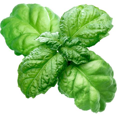 Semi di basilico "Foglia di lattuga" piante per orto e giardino