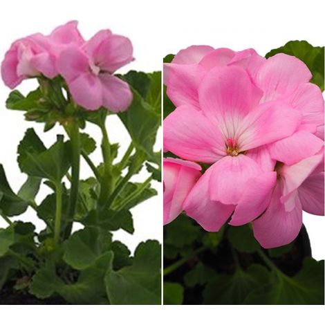 Planta Geranio Zonale Rosa. en Maceta de 13