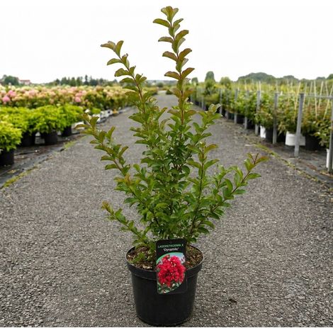 Lagerstroemia indica Dynamite Rossa a Cespuglio in Vaso ø26 cm, Altezza 50/60 cm, Lillà delle Indie (1/5)