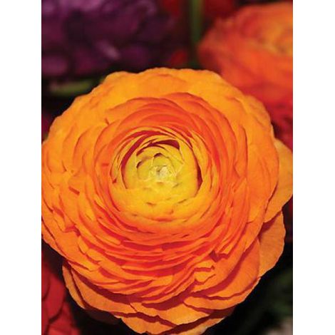 Renoncule des fleuristes '-orange-' Bulbe calibre 8+ (par 20) (1/2)