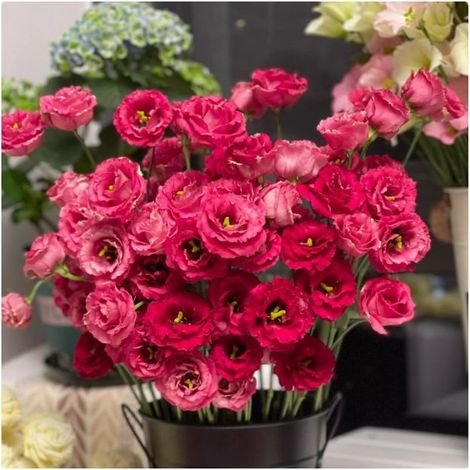 500 graines de lisianthus rouge - Floraison originale et colorée, facile à cultiver, idéal pour jardin et pots décoratifs (1/4)