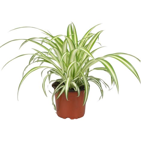Plante Araignée Chlorophytum pour Intérieur - Entretien Facile - Pot Ø12 cm - Hauteur 25 cm - PANGIVO (1/4)