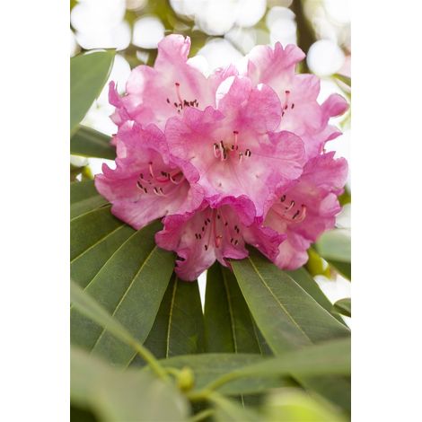 Rhododendron 'INKARHO® Rosa Dufthecke' Rhododendron INKARHO ® rosa Dufthecke 5L 40- 60