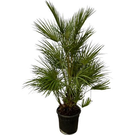 Palmier Nain Chamaerops Humilis Plante d'Extérieur et Intérieur Vert 130 cm Pot Ø24 cm - PANGIVO