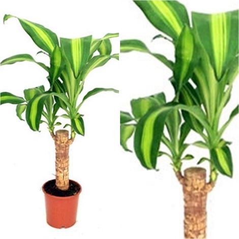 Planta Natural Dracaena Massangeana en Maceta M12