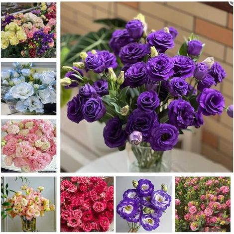 500 graines de lisianthus multicolores - Semis facile, fleurs éclatantes, parfait pour jardin, balcon et compositions florales colorées (1/5)
