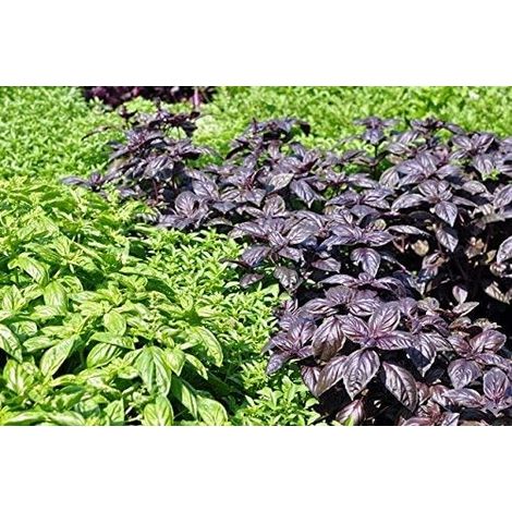 Basil, mélange de basilic thai - Ocimum basilicum - 325 graines (1/5)