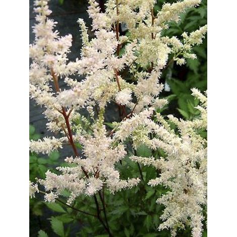 Astilbe d'Arends 'Bumalda' Godet de 8/9 cm (1/5)