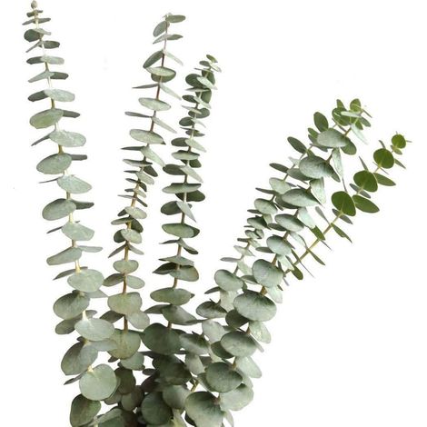 Branches D'eucalyptus Séchées - 45 cm - Décoration Intérieure et Événements - 12 Pièces (1/5)