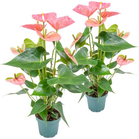Bloomique - Lot de 2 - Anthurium - Flamant rose - Rose - Plante d’intérieur - Dépolluante - Hauteur 30-40 cm - Pot 12 cm