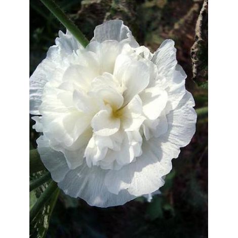 Rose trémière double 'Chater's White' Godet de 7/8 cm