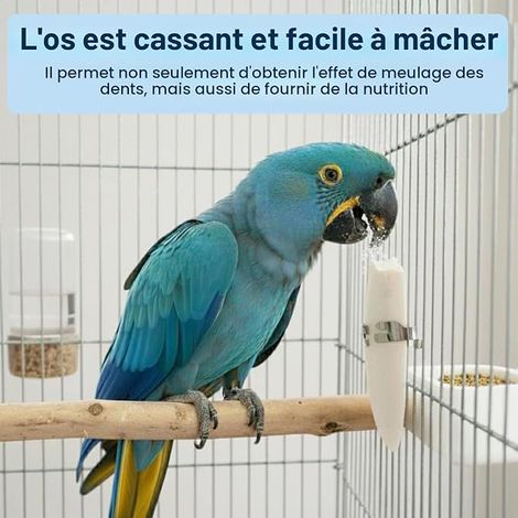 Os de Seiche, Os de Seiche Oiseaux, Adapté aux Oiseaux, Aux Tortues et aux Reptiles, 9-12 cm (1/4)