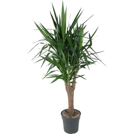 Yucca Elephantipes Plante d'Intérieur Ramifiée Tronc Robuste Vert Hauteur 150 cm Pot Ø31 cm - PANGIVO (1/4)