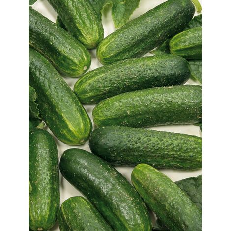 Cornichons 'Diamant F1' le sachet de 12 graines (1/2)