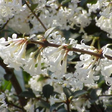 Osmanthe de Delavay - Osmanthus delavayi - 30-40 cm pot (1/5)