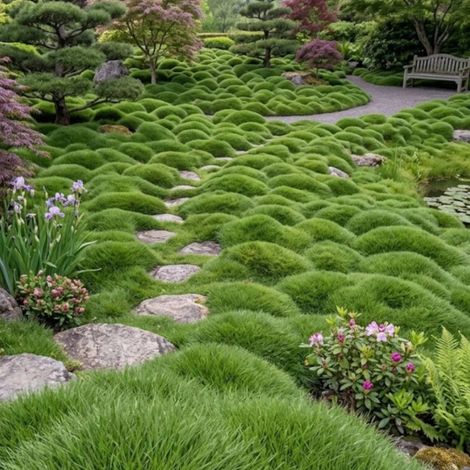 Gazon des Mascareignes, Zoysia/Lot de 3 godets