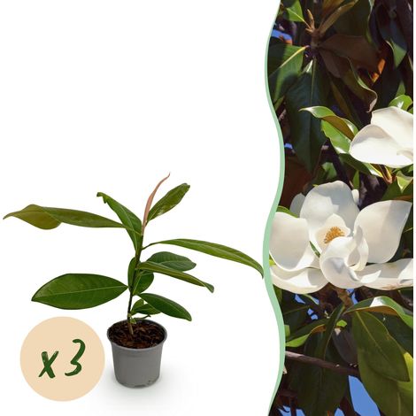 Lot de 3 Magnolia Grandiflora Arbustes de Jardin Fleurs Blanches Persistantes Pot 12cm H30cm - PANGIVO (1/5)
