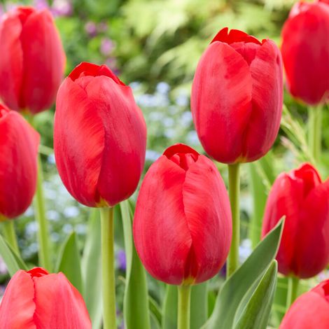 Bloomique - Mélange de 20 - Tulipa - Bulbes de tulipes - Rouge - Bulbes à fleurs - Floraison printanière - Plantes vivaces - Pousse jusqu'à 50-55 cm (1/5)